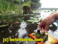 /home//u458753944/public_html/sourcegallery////////Frogs/Bullfrogs 2016-08 Ontario/P8140134.JPG